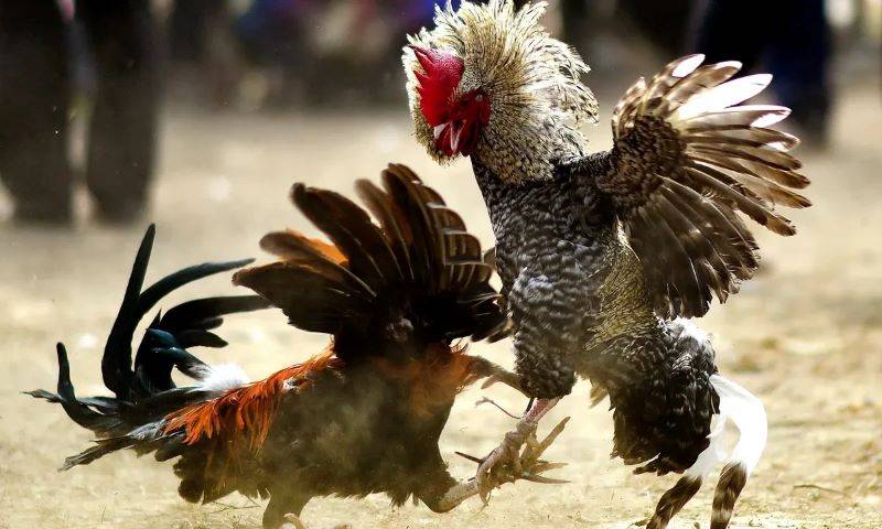 Đặc điểm của đá gà hàng xáo