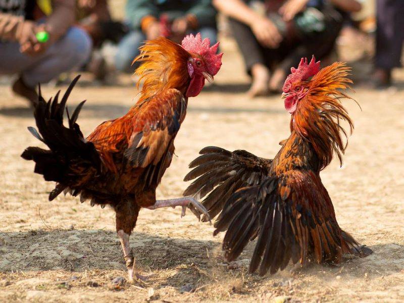 Kỹ năng cần thiết để chơi đá gà hàng xáo