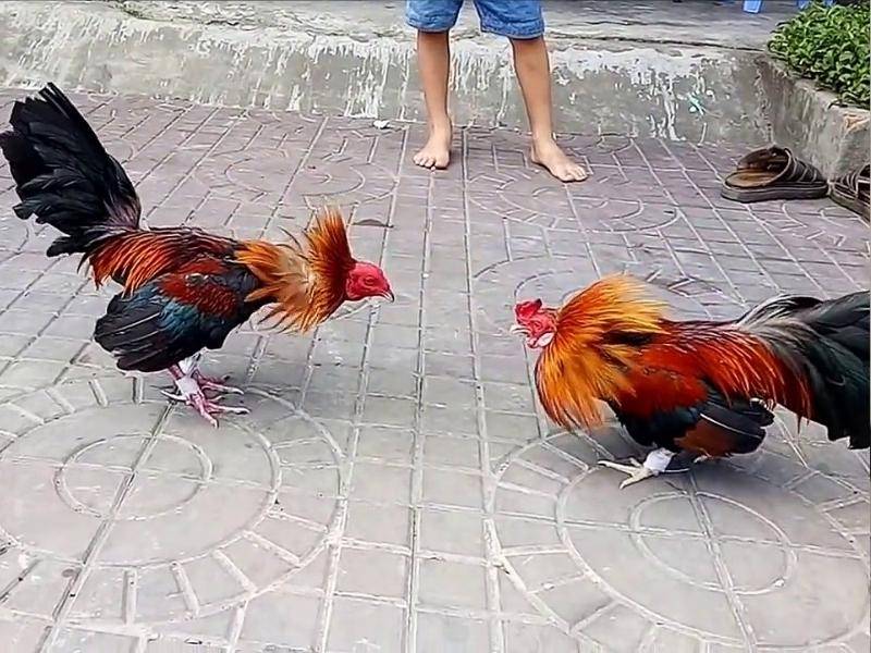 Vai trò của "biện" trong đá gà hàng xáo